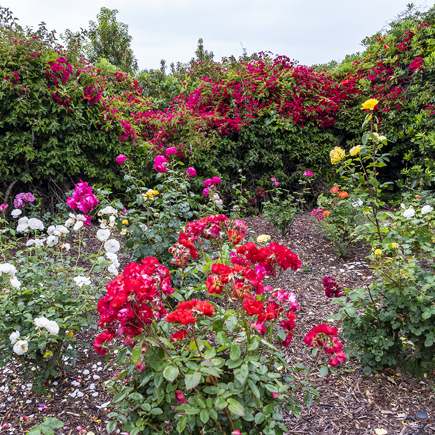 27th Annual Secret Garden Tour of La Jolla Fundraiser - logo
